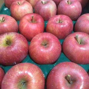 大訳あり早生ふじ　5キロ