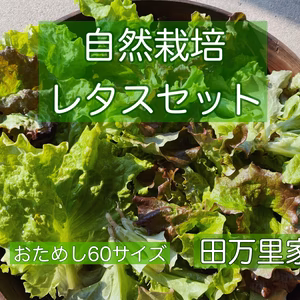 【栽培期間中無肥料・無農薬】いろいろレタスをフレッシュにお届け