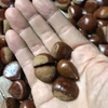 栗　自然農　農薬消毒化学肥料不使用　自然栽培　無農薬
