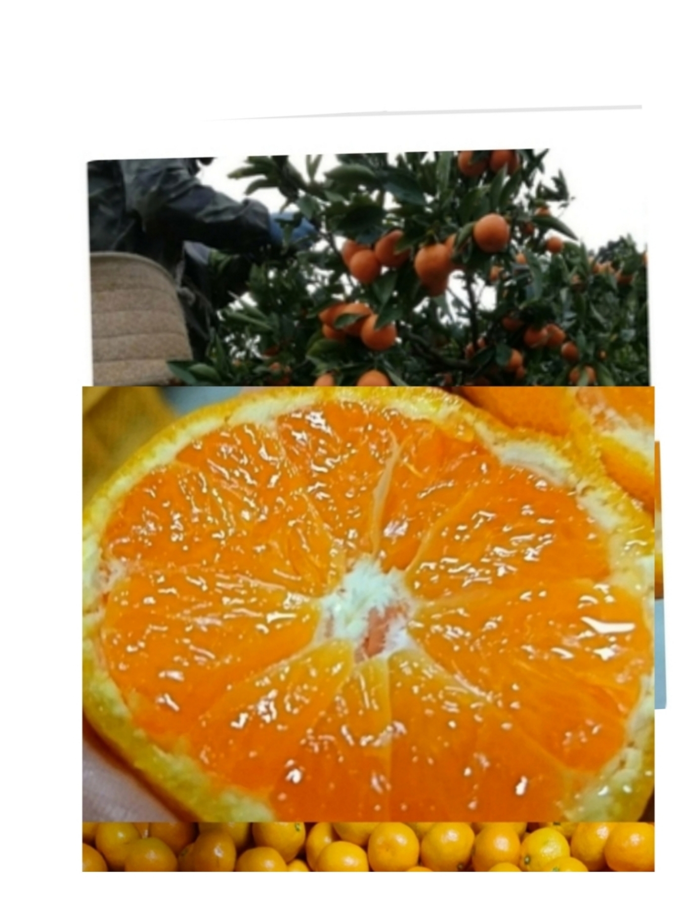 予約復活[今年は味が甘❣️]樹上木熟 日南みかん プチ甘小粒ちゃん 懐かし 家庭用)3kg(箱込み)+痛み保証