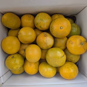 減農薬除草剤未使用　ご家庭用八朔（約9〜10キロ箱込）サイズM以上