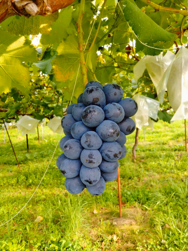 信州産★ナガノパープル