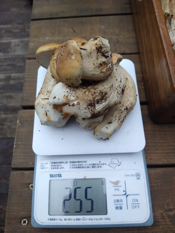 ◆初物◆ニセコ産天然ポルチーニ状態良し