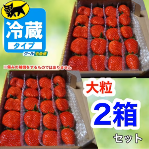 2箱セット複数割【クール】【大粒】いちご