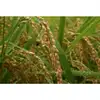 スーパーコシヒカリ５ｋｇ(無洗米）特別栽培米 　令和元年産