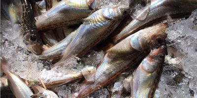 秋田の漁師に聞いた本当に旨いハタハタに出会うためのハタハタ知識