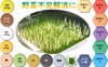 ◆絶世なる高栄養価野菜◆　小麦若葉