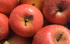 サンふじ りんご   加工用  ジュースやジャムなどに最適！