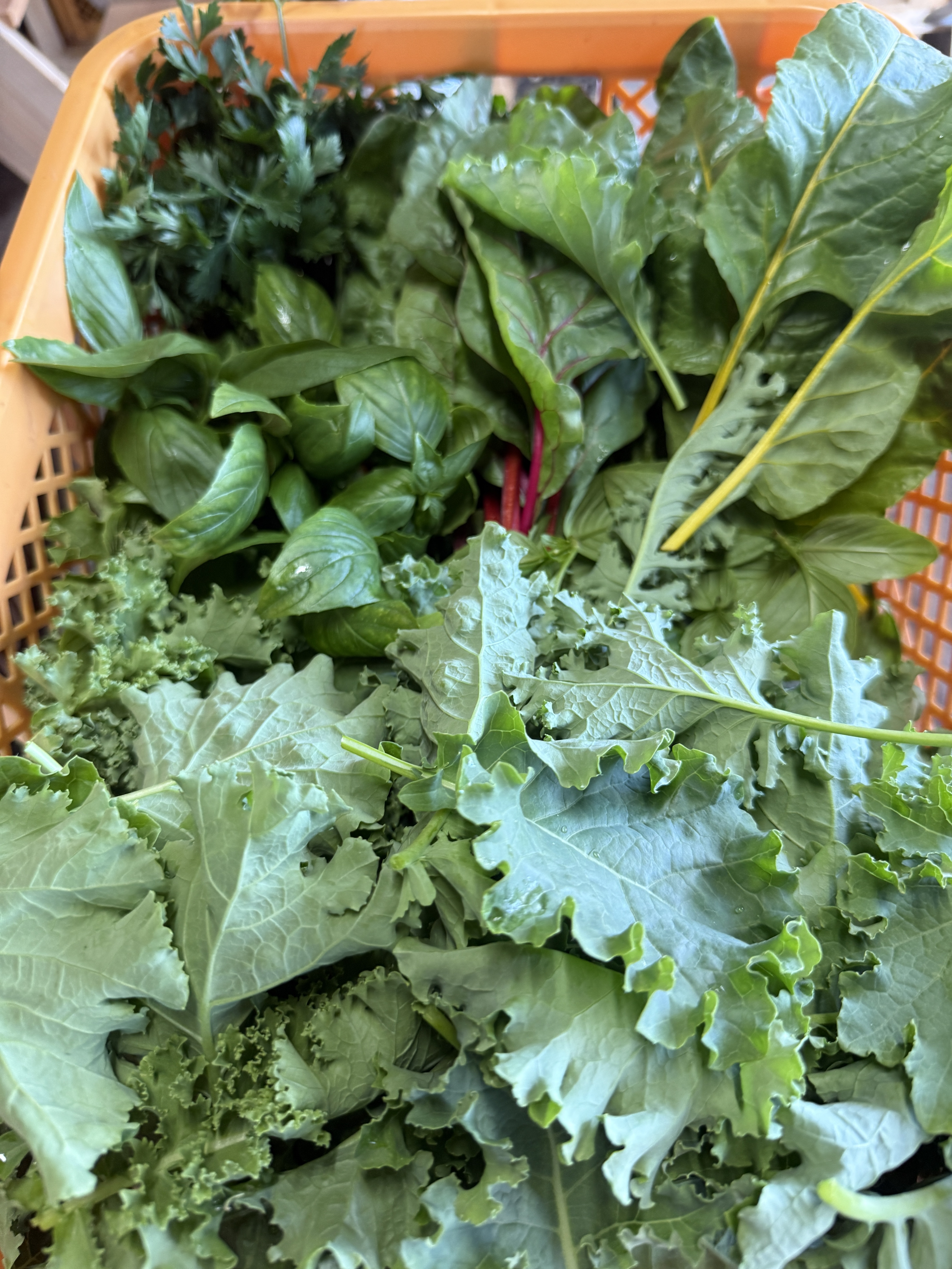 お試し！夏のごちそう野菜BOX 60おまかせ夏野菜ミックス｜野菜