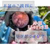 信州松川町産　貴陽　11〜12玉程度1.5キロ