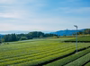 釜炒烏龍茶「葉と日と火」赤（リーフ）