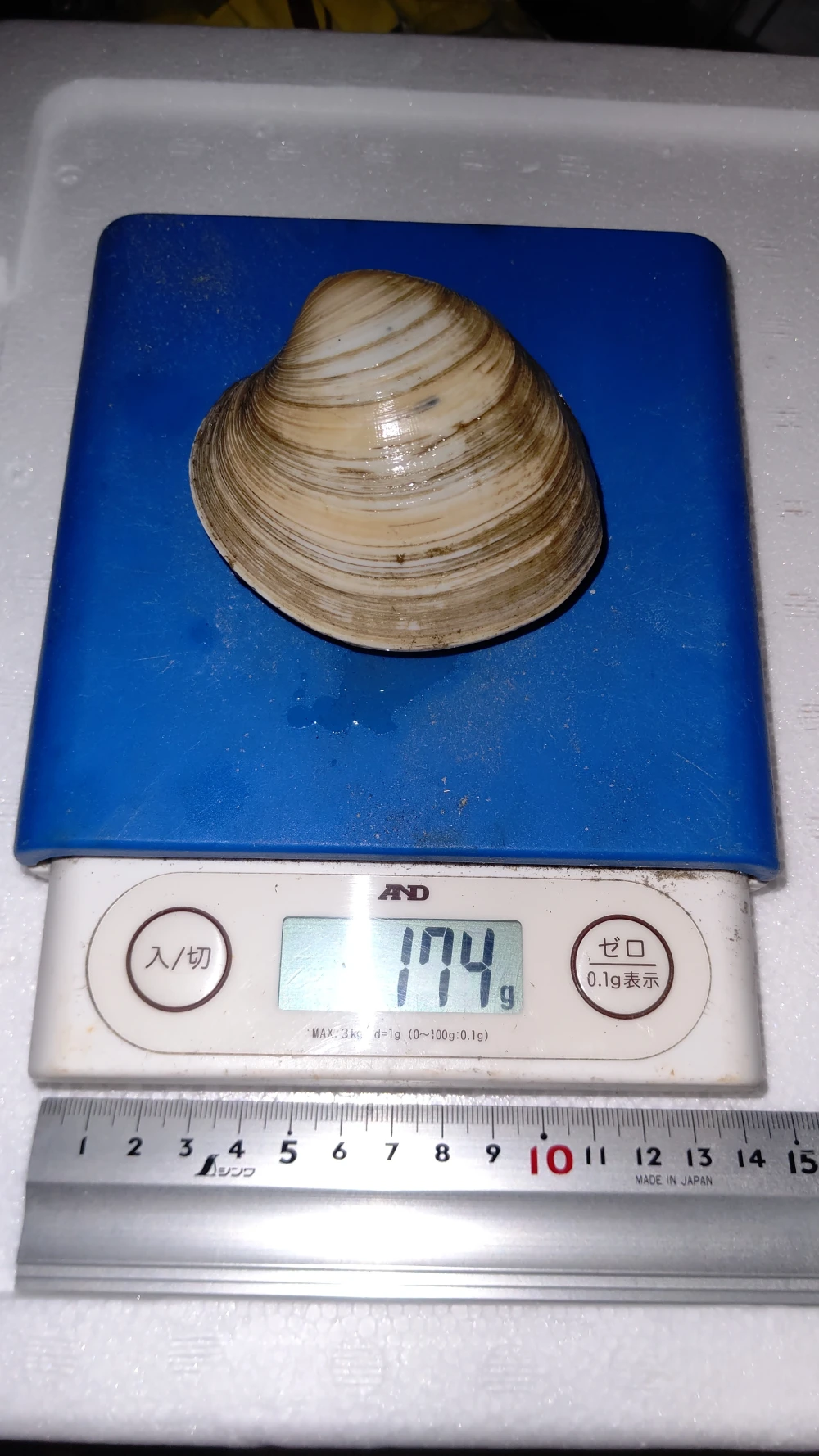 船橋三番瀬産ホンビノス貝Lサイズ(1個116～180g)