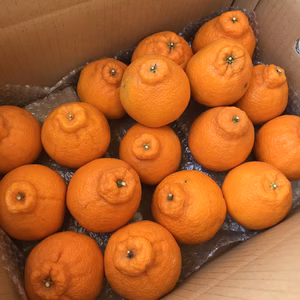 【訳ありご家庭用】超熟しらぬい・甘味が濃い～♪