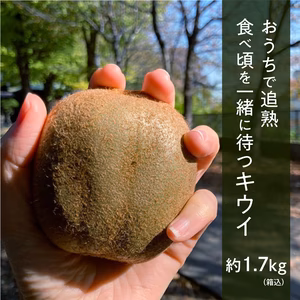 【約1.7㎏（箱込)】おうちで追熟！食べ頃を一緒に待つキウイ　家庭用