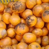 【農薬不使用】無農薬《クロスケ》有田みかん