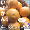 旬な柑橘！いよかん【農薬不使用】