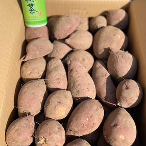 小さなサツマイモ【シルクスイート】5kg（12月発送）