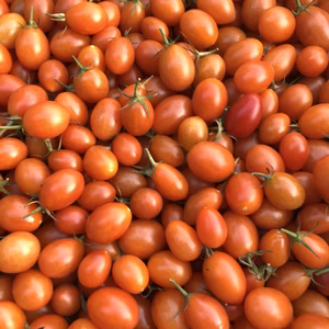 訳ありシシリアンルージュとパプリカミックス♡1キロ