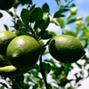 【栽培期間中農薬不使用】皮まで食べられる！まるっとレモン 2kg 静岡県