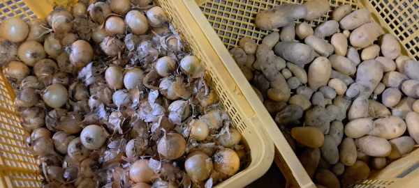 ❤おじいちゃんの無農薬　甘～い新玉ねぎ5キロ+新じゃがいもメークイン5キロ