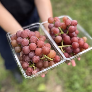 信州産の中粒ブドウ＜ノースレッド＞１〜２kg [Nr2]
