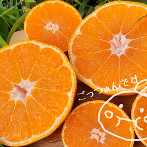 数量限定 大玉みかん 満腹ノ助  2.5ｷﾛ 