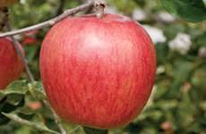 シナノスイート3kg 1箱3kg(10〜12玉)