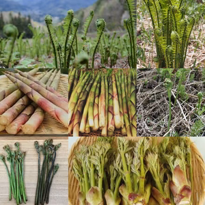 ＜開けてからのお楽しみ＞朝どれ直送天然山菜セット700g