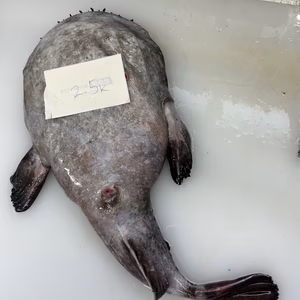 捌き済み❗️らくらく‼️ 活〆　アンコウセット　鍋用　