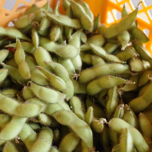 【規格外品・加工用】◎自然栽培◎山形県鶴岡特産「茶豆えだまめ」