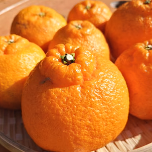 【数量限定】完熟不知火（しらぬい）デコポンと同品種※訳ありご自宅用※