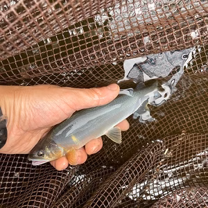 冷凍個包装で便利！旨みと新鮮さが自慢の「信州あゆL」