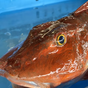 刺身が旨い！ 活〆ホウボウ1kg位(2〜5匹入)