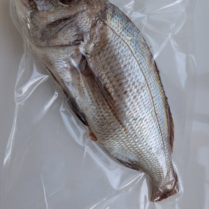 天然真鯛　丸ごと一匹　1100g　内臓処理済　35センチ