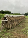 小麦の強力粉500g  桜島の恵み無農薬 無肥料 除草剤不使用