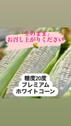 まるでスイーツ！！生食できるプレミアムホワイトコーン！
