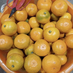 有田みかん【ゆら早生】10kg（箱込）送料無料 小玉多め100