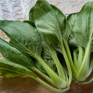【宮崎県産】自然が生み出す旨いチンゲン菜☆