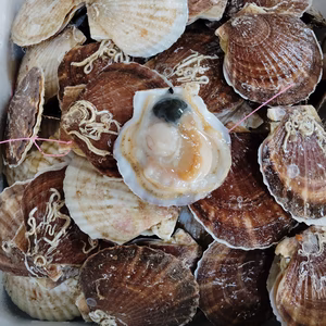 3/23開始！活ホタテ２年貝　生食用８ｋｇ(65～80枚)