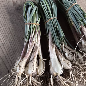 ●季節限定！島らっきょ！【農薬・化学肥料不使用】５００g〜