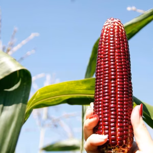 日本初！！赤いスイートコーン「大和ルージュ」