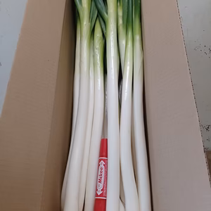 1名様限✨至福の極甘✨白ネギ✨M/L20本＋2本❗2,780円→1,280円❗❗