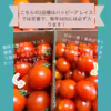 潮風のトマト【オーガニック】完熟ミニトマトMIX 2kg/3kg入