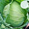 ちょっと小さめ！アンビエントキャベツ！