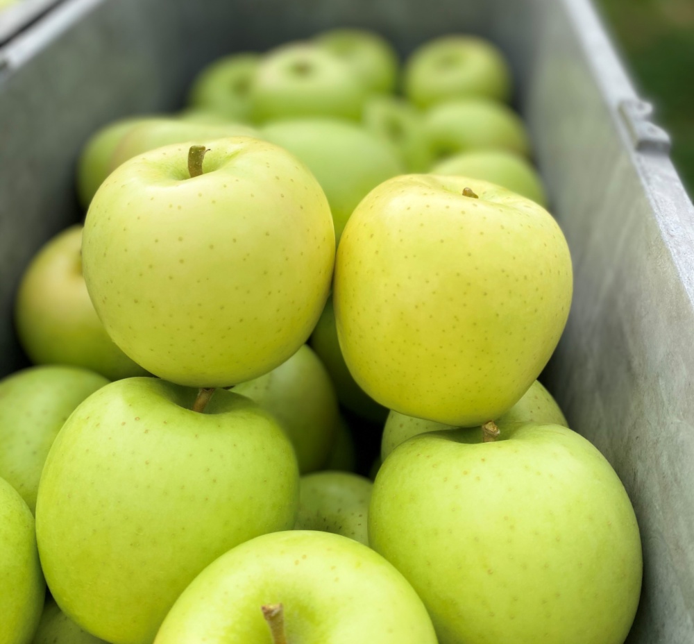 バックナンバー食べ逃し注意報🍏🍎早生りんごの旬は短いぞ〜 今週の