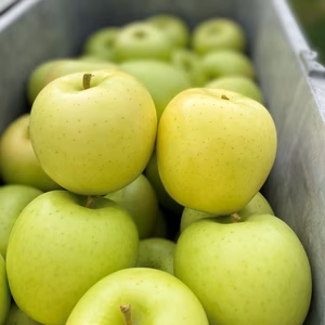 おまけつき！！シャキシャキ早生りんご「きおう」