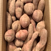 【絶品】種子島産 安納芋 B品 (小〜中サイズ)