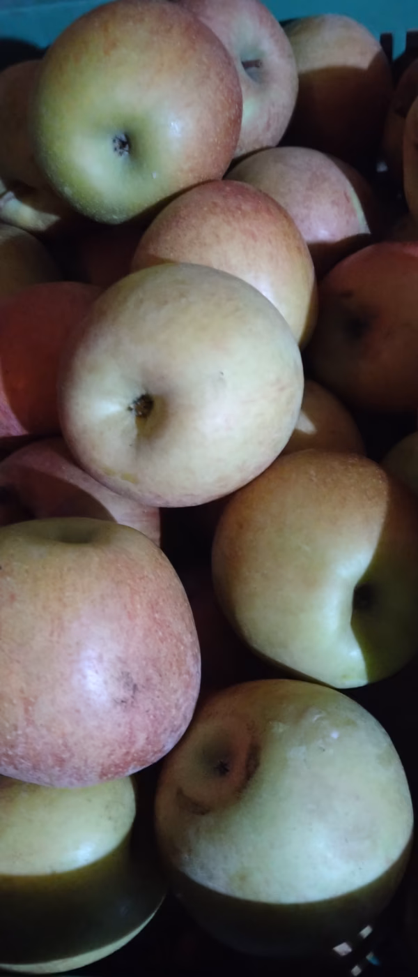 加工用「葉取らずふじりんご小玉」家庭用5キロ箱！