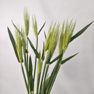麦の穂　お部屋に緑を！　観賞用