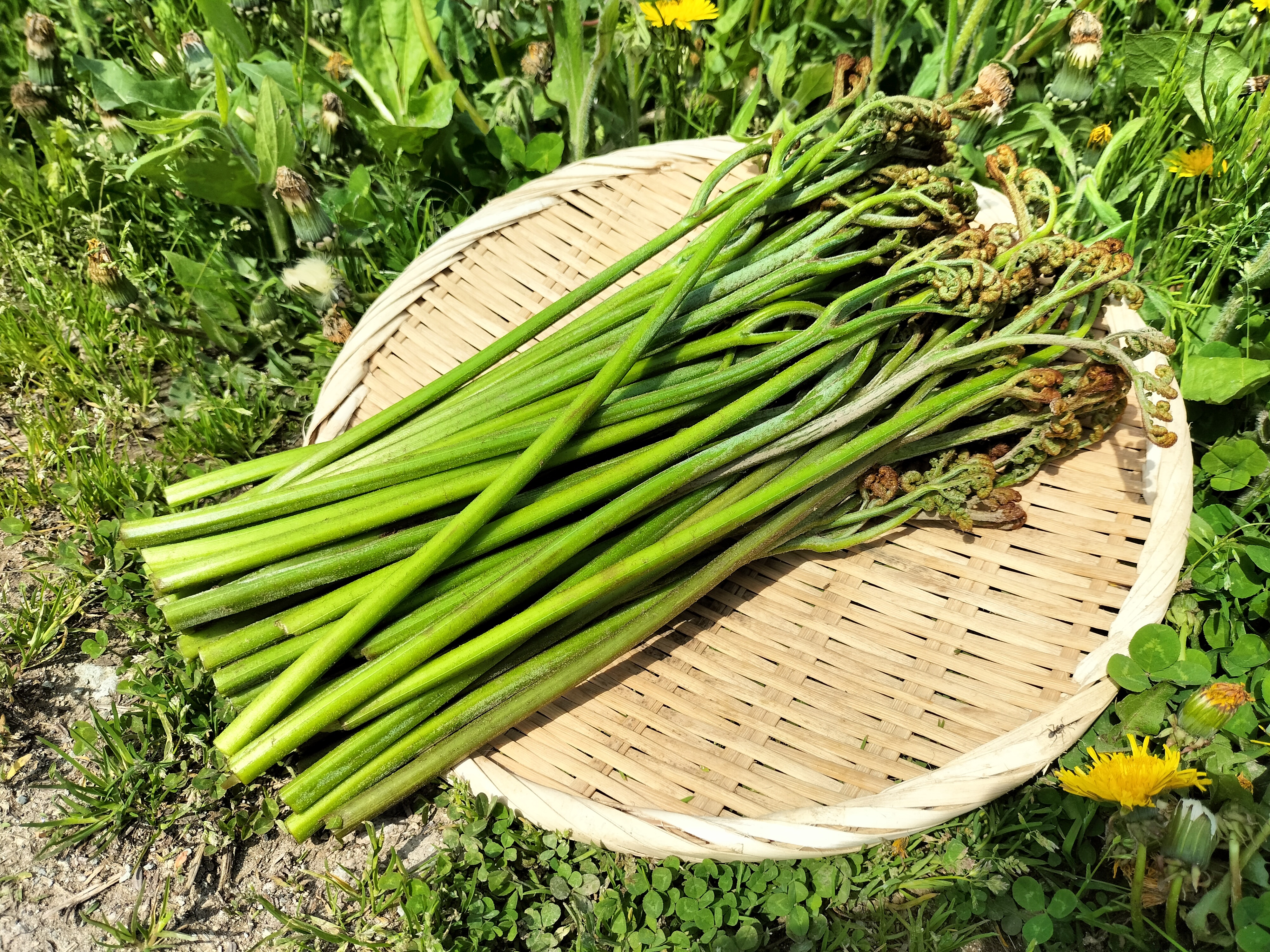 わらびの通販・お取り寄せ商品｜野菜｜ポケットマルシェ｜産地直送で旬